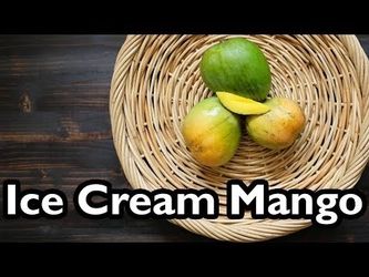 Grafted Mango Tree ‘Ice Cream’