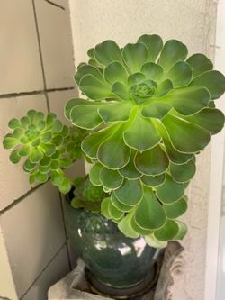 Dark Bluish Gray Ceramic Pot Attached Dish Planted With Succulents 🪴