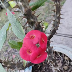 Crown Of Thorn Corona De Espinas Plant 