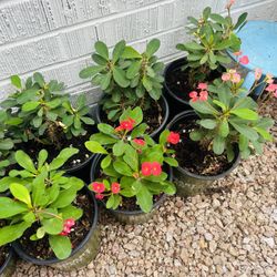 Plants For Sale 1 Gallon 10 Each