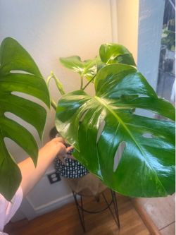 Monstera Green on Green