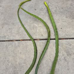 Dragon Fruit Cutting 