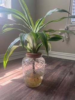 Dracaena Plant in Decorative Glass Hydroponic Vase – Live Indoor Houseplant