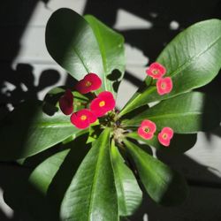 Red Crown Of Thorn Plant 