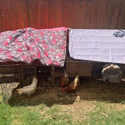 Chicken Runner Pen 