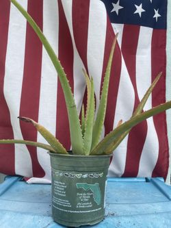 Plants 4 Vets—Aloe Vera / Cactus / Pineapple / Succulents