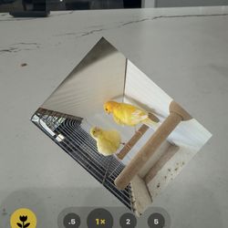 Five Canary Photo Special 