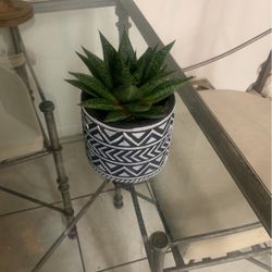 Zebra Succulent 