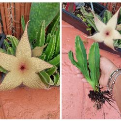 Starfish STAPELIA Succulent Plant GIGANTEA 