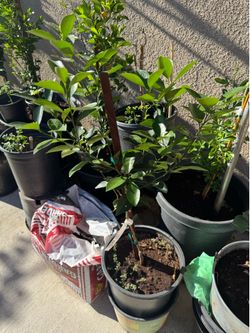 Kalamansi /Calamondin