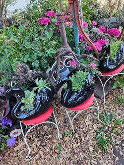 Black Swan With Succulents