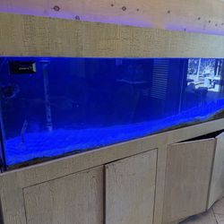Saltwater Fish Tank