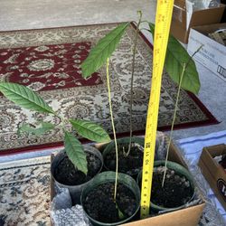 Indoor Avocado Plant in 6” Planter