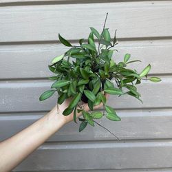4” hoya rosita