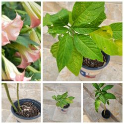 Tons of flowering plants bundle including brugmansia pink flowers for $15 