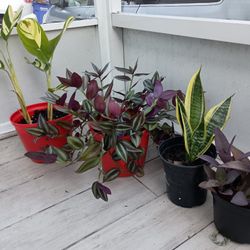Real Plants All For 20, UCF Area