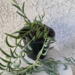 6 Inch Pot Succulent Plant - Senecio Radicans Hybrid - String of Fish Hooks - Trailing Succulent - Drought Resistant - Established Plant - 🪴 