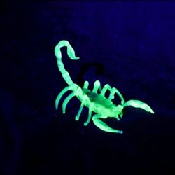 Hand Blown Vaseline Glass Scorpion Figurine – Uranium Glow, Glass Symphony Ukraine