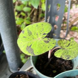 Live plants available