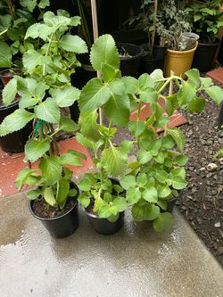 Organic oregano