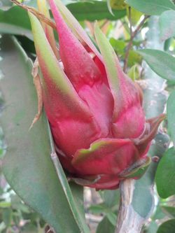 DRAGON FRUIT / PITAHAYA. $5 &  10