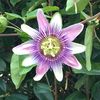 Bloomingflower