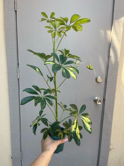 Variegated Schefflera Umbrella Tree House Plant 4” Pot