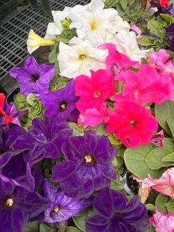 Marigold’s Petunias and Elysium 16 of the 4in flats