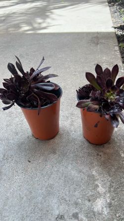 Black rose suculent small