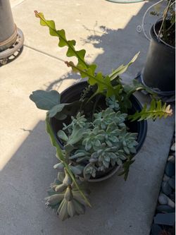 Epi and cactus