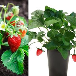 strawberry plants 🪴 Plantas  de Fresa en 4"