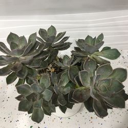 Succulents Plant