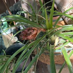Plantas De Aire