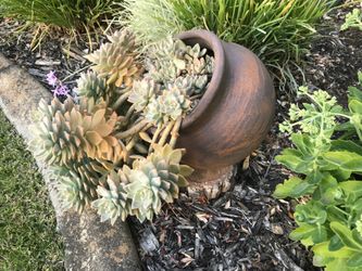 Whole bunch of ghost plant succulents in a half ceramic pot