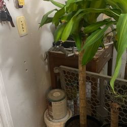 3 Corn Plants For Sale