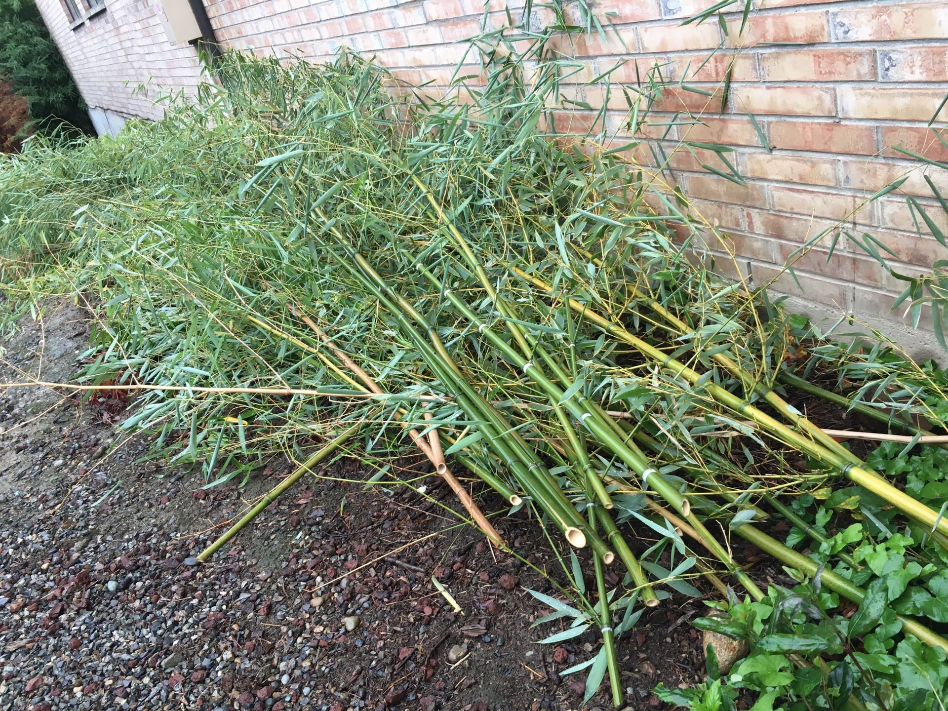 Bamboo stalks 25ft -10ft lengths Free Kirkland