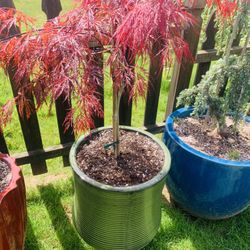 Live outdoor Red Filigree Japanese Maple Laceleaf tree plant in a textured ceramic planter flower pot—firm price