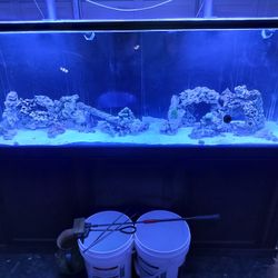 100 Gal Saltwater Fish Tank