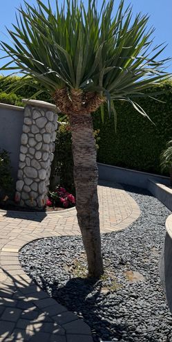 Dragon Palm