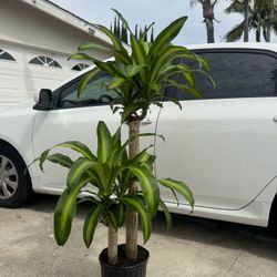 Dracaena Plant