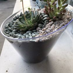 Succulents 
