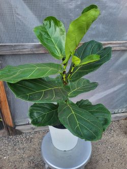 Fiddle Leaf plant 2-3' Tall in 10" Nursery Pot
