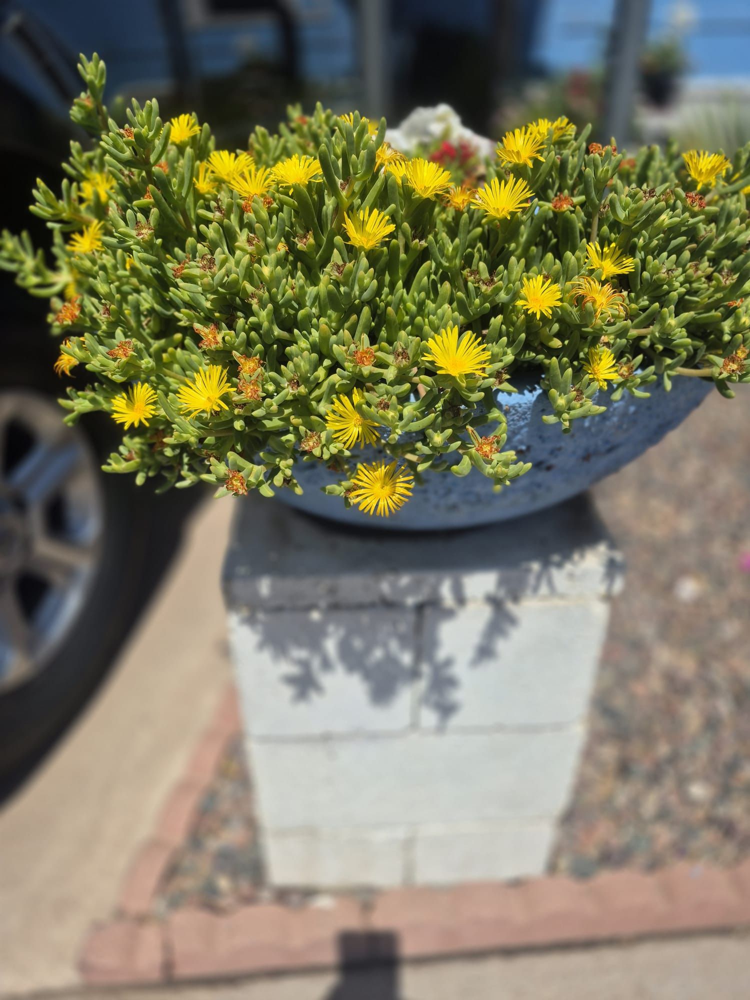 Full Sun Malephora Crocea Succulent Plant $ 3 Each