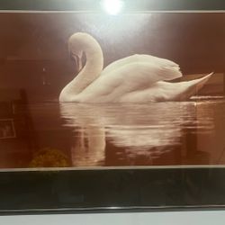 Swan Wall Glass Photo