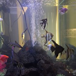 Fish Tank For Sale W Fish 