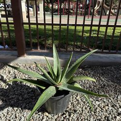 Aloe Vera