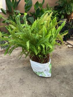 Fern plant