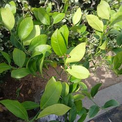 Grafted Dwarf Meyer Lemon Trees 4 Ft Tall 😃🌿🌿🌿🍋🍋🍋🍋