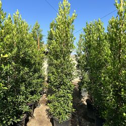 Ficus Nitida Privacy Hedge