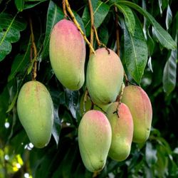 Mango, Apple, Pear, Nectarine, Cherry, Apricot, Plum, Peach Trees